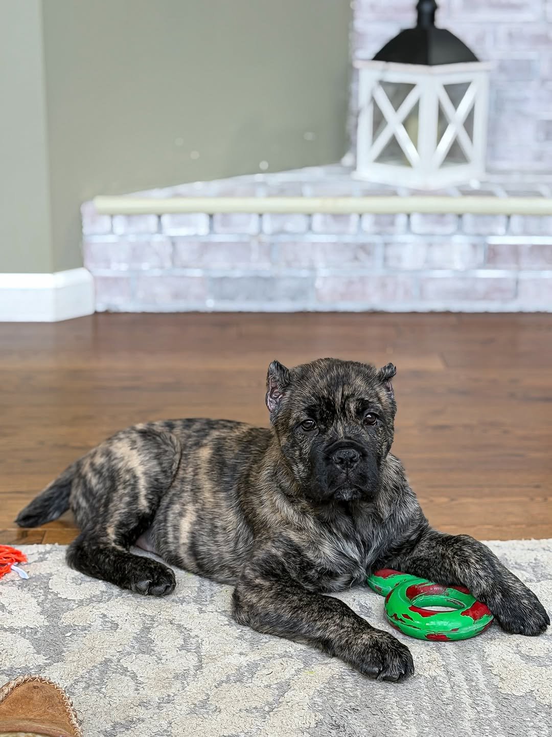 Charlie Bull Terrier Puppy