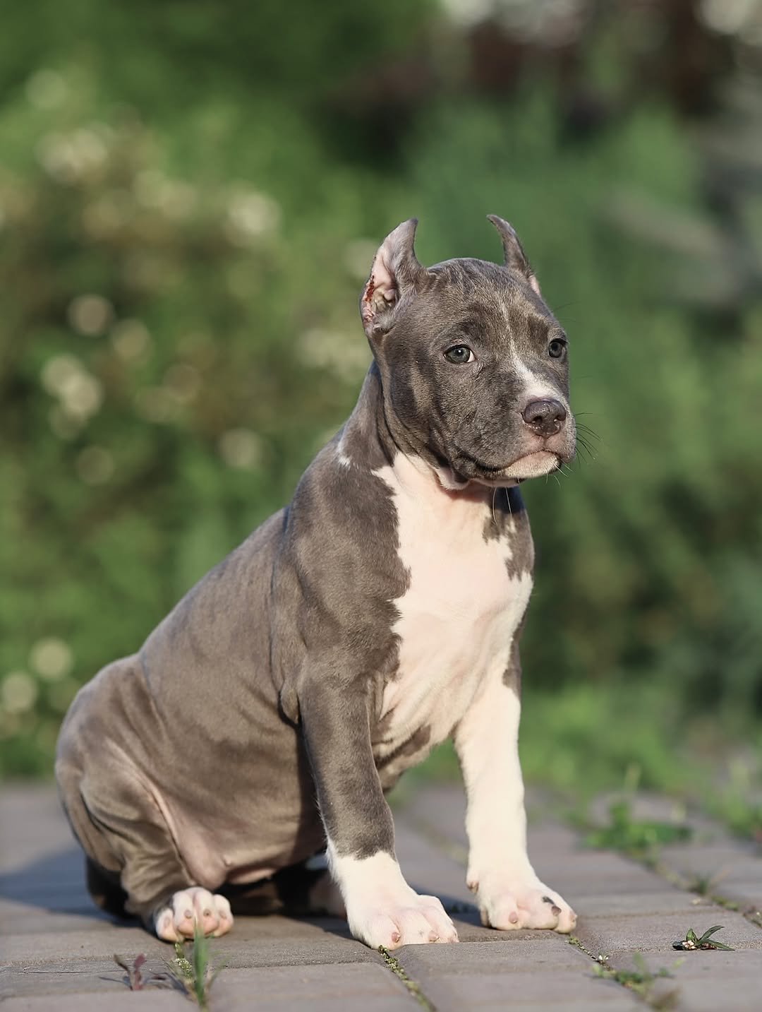 Charlie Bull Terrier Puppy