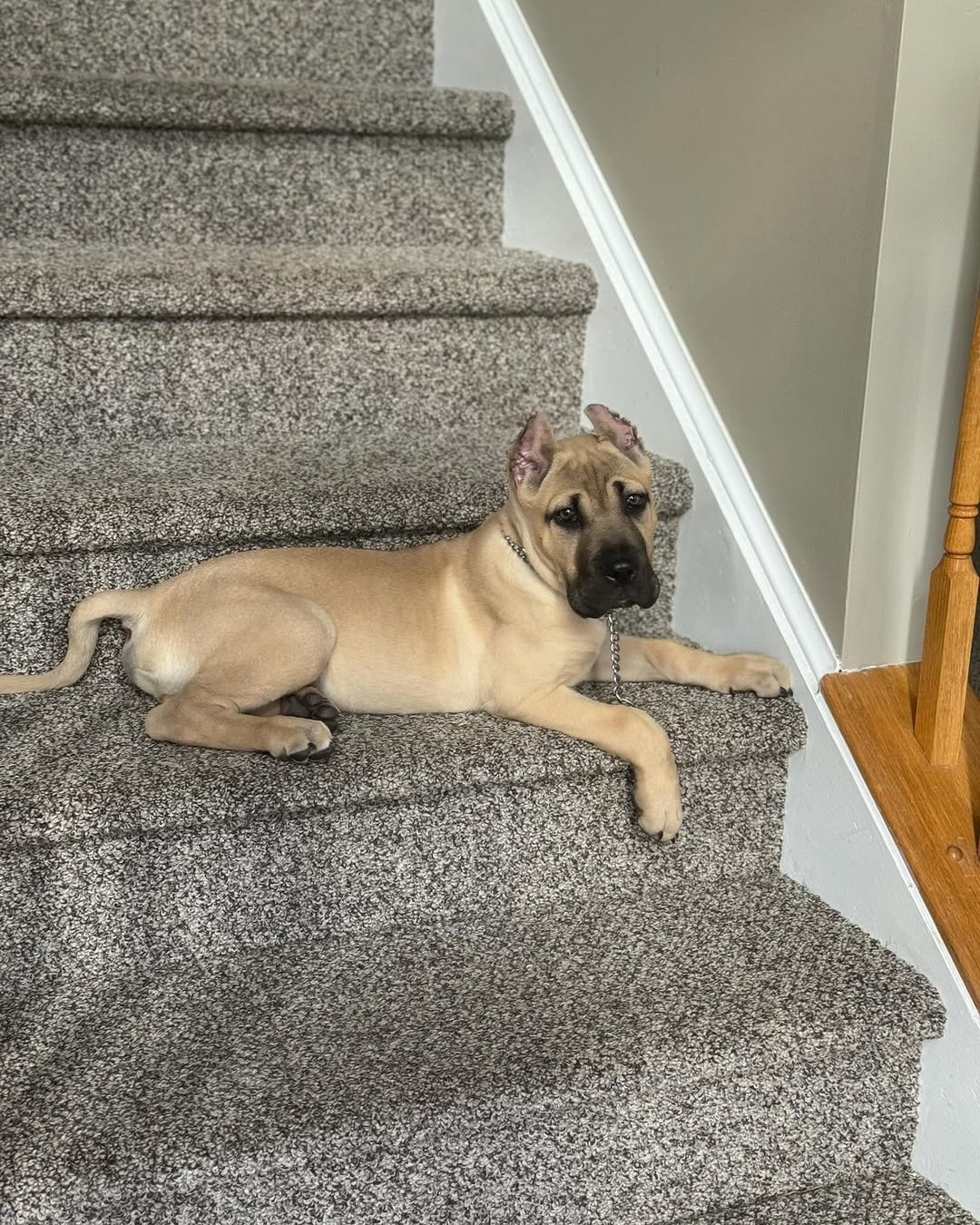 Charlie Bull Terrier Puppy