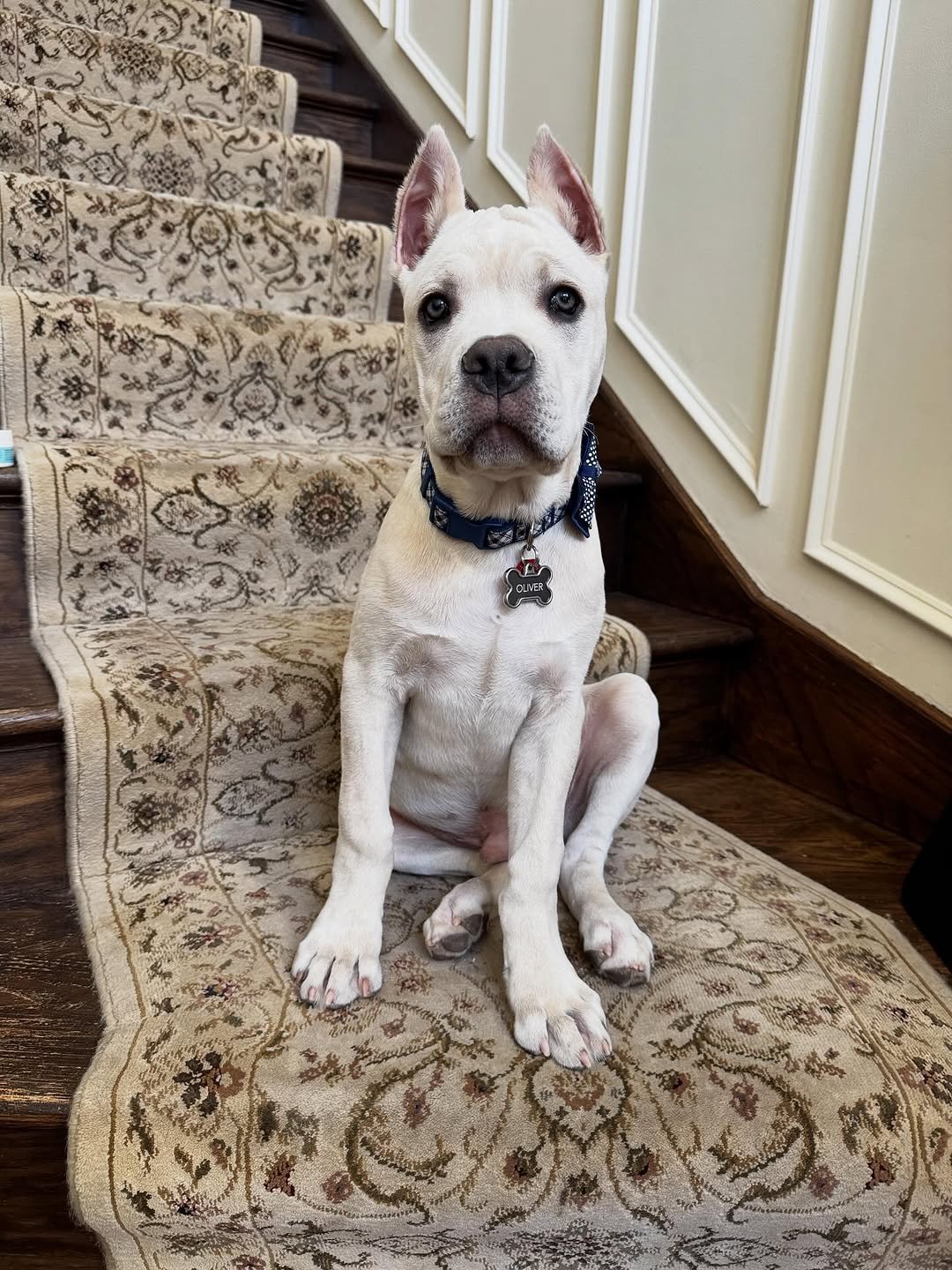 Charlie Bull Terrier Puppy