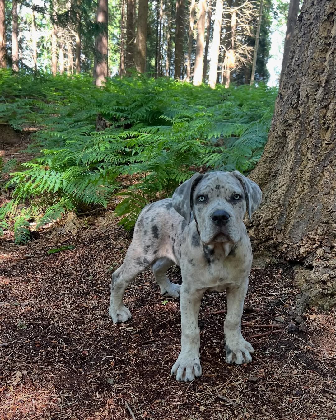 Charlie Bull Terrier Puppy