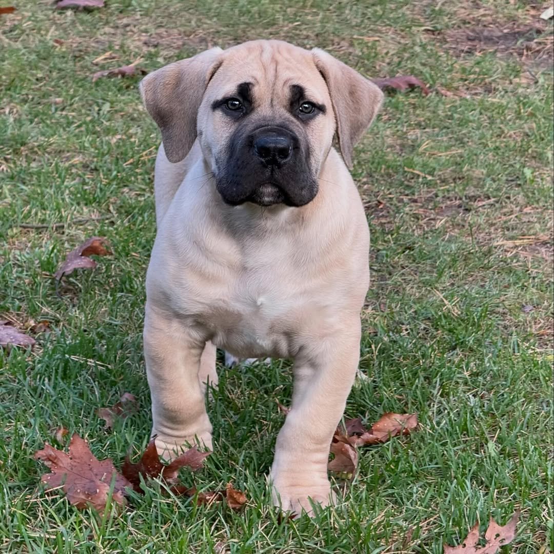 Charlie Bull Terrier Puppy