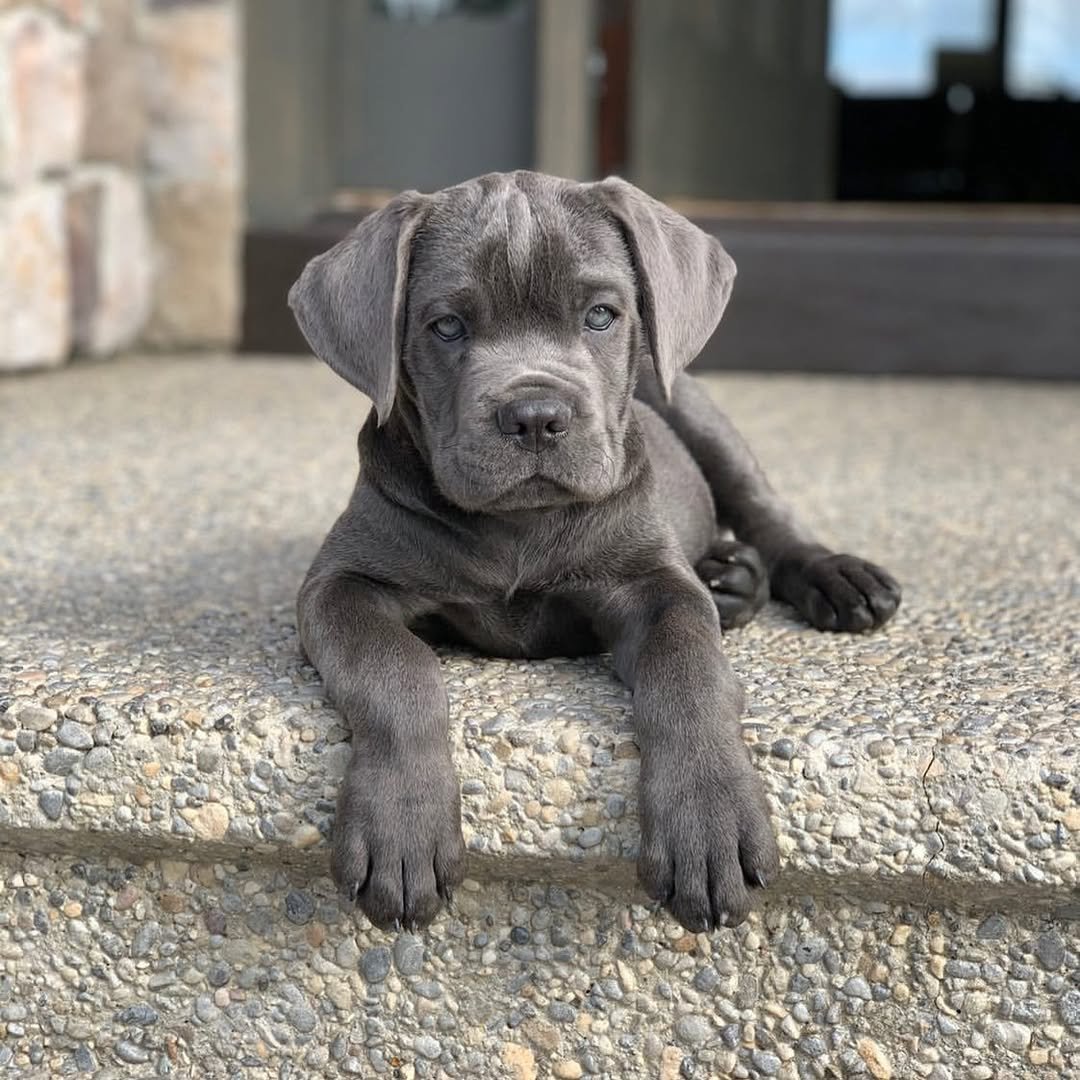 Charlie Bull Terrier Puppy