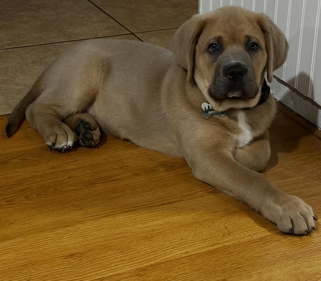 Charlie Bull Terrier Puppy