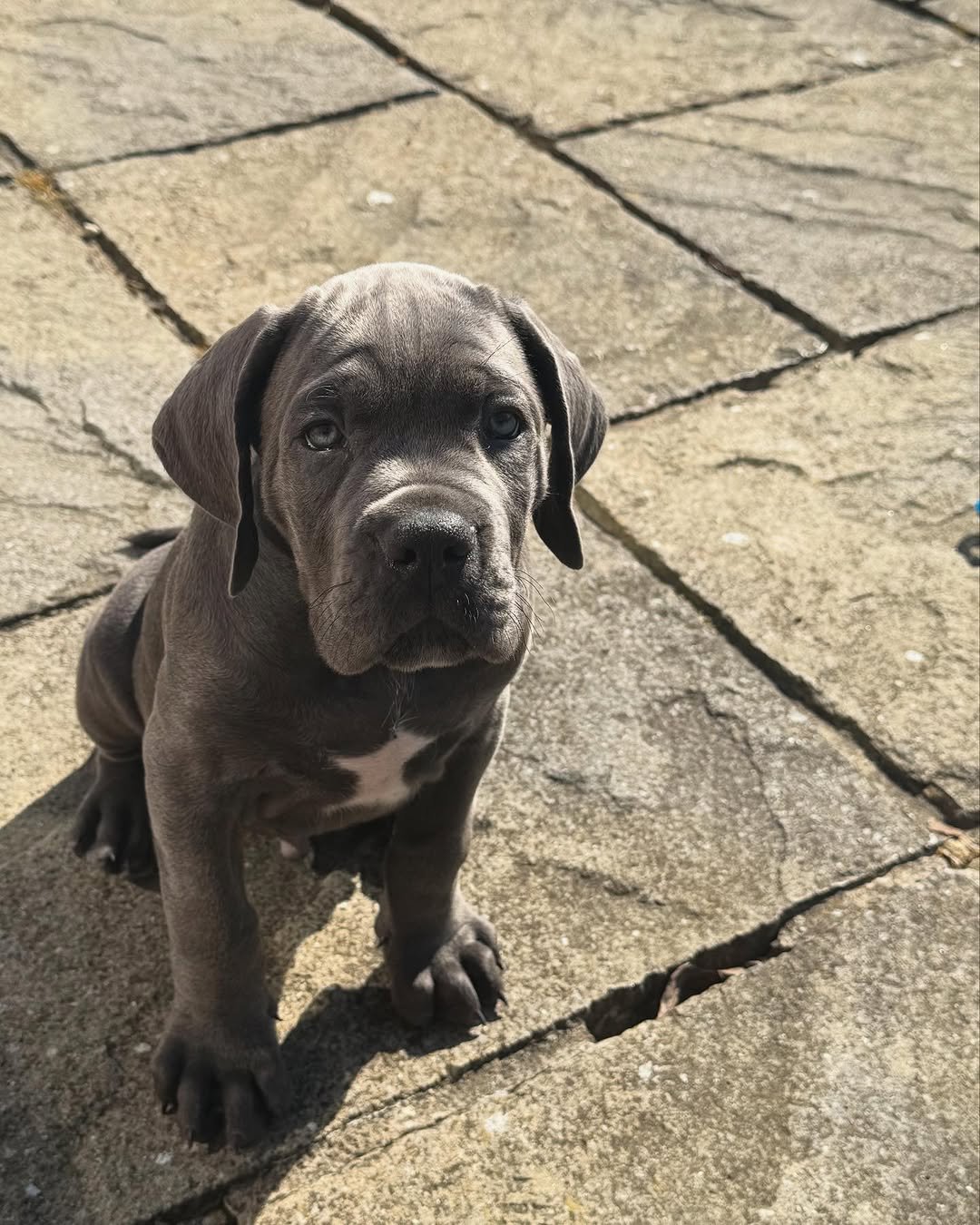 Charlie Bull Terrier Puppy