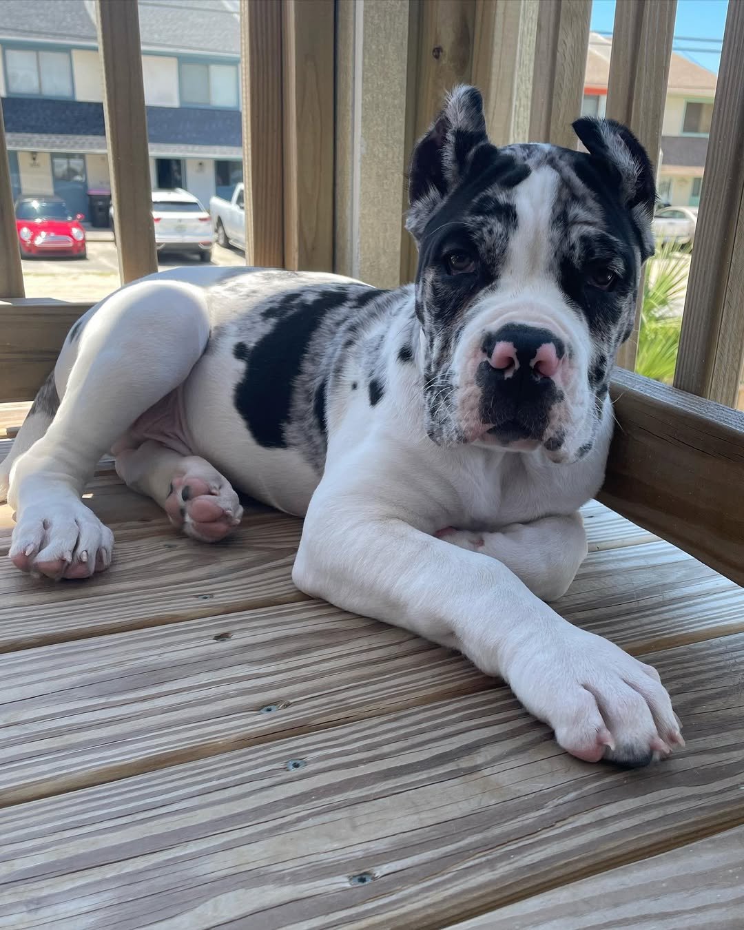 Charlie Bull Terrier Puppy