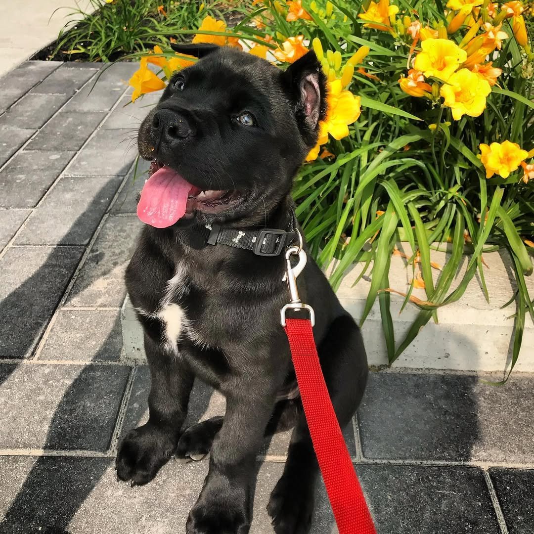 Charlie Bull Terrier Puppy