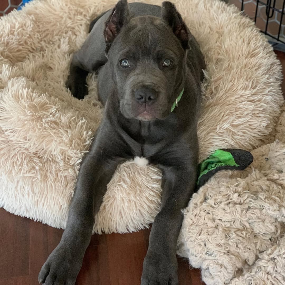 Charlie Bull Terrier Puppy