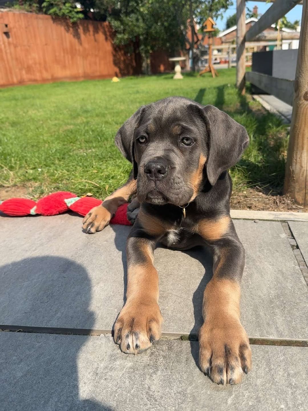 Charlie Bull Terrier Puppy