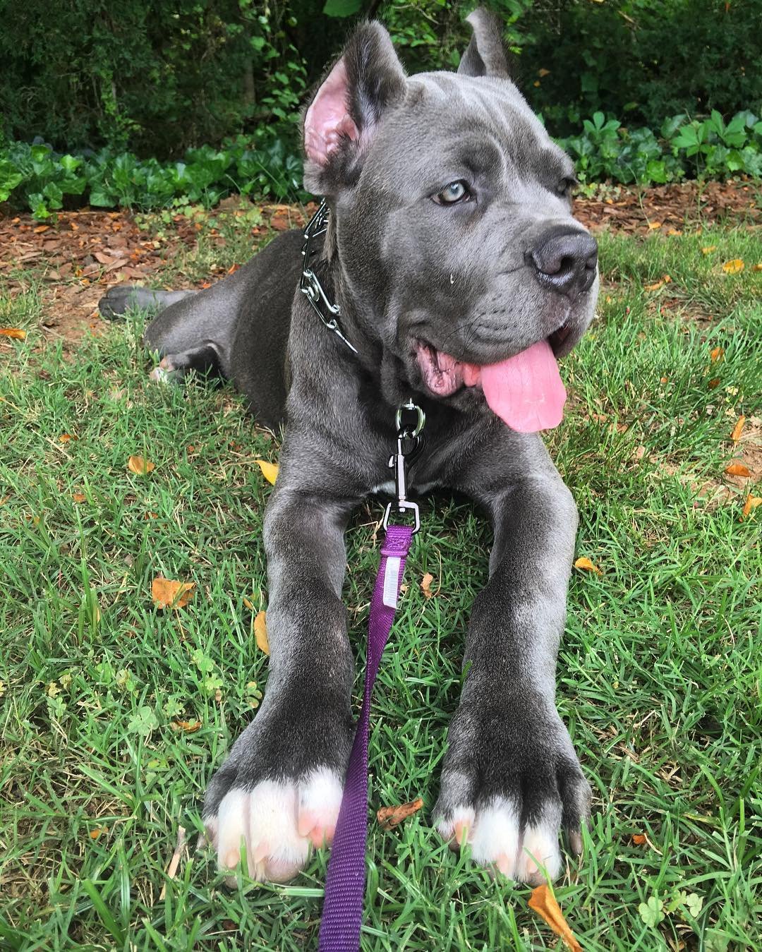 Charlie Bull Terrier Puppy