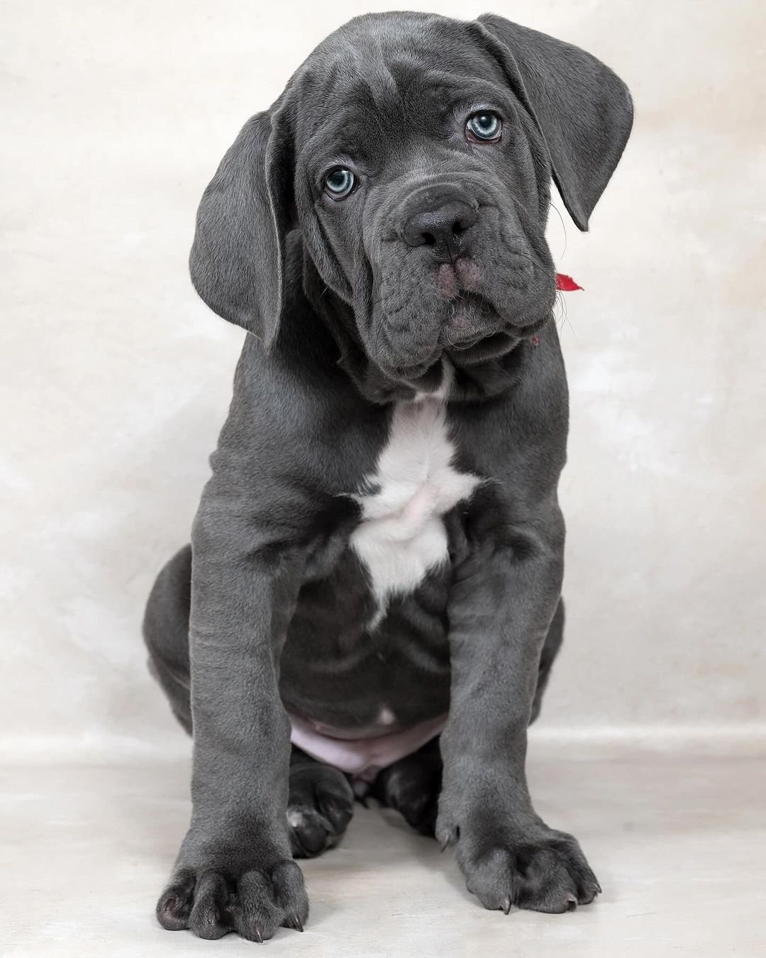 Charlie Bull Terrier Puppy