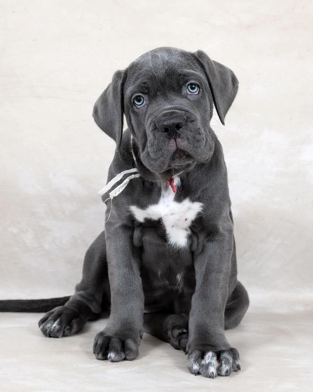 Charlie Bull Terrier Puppy