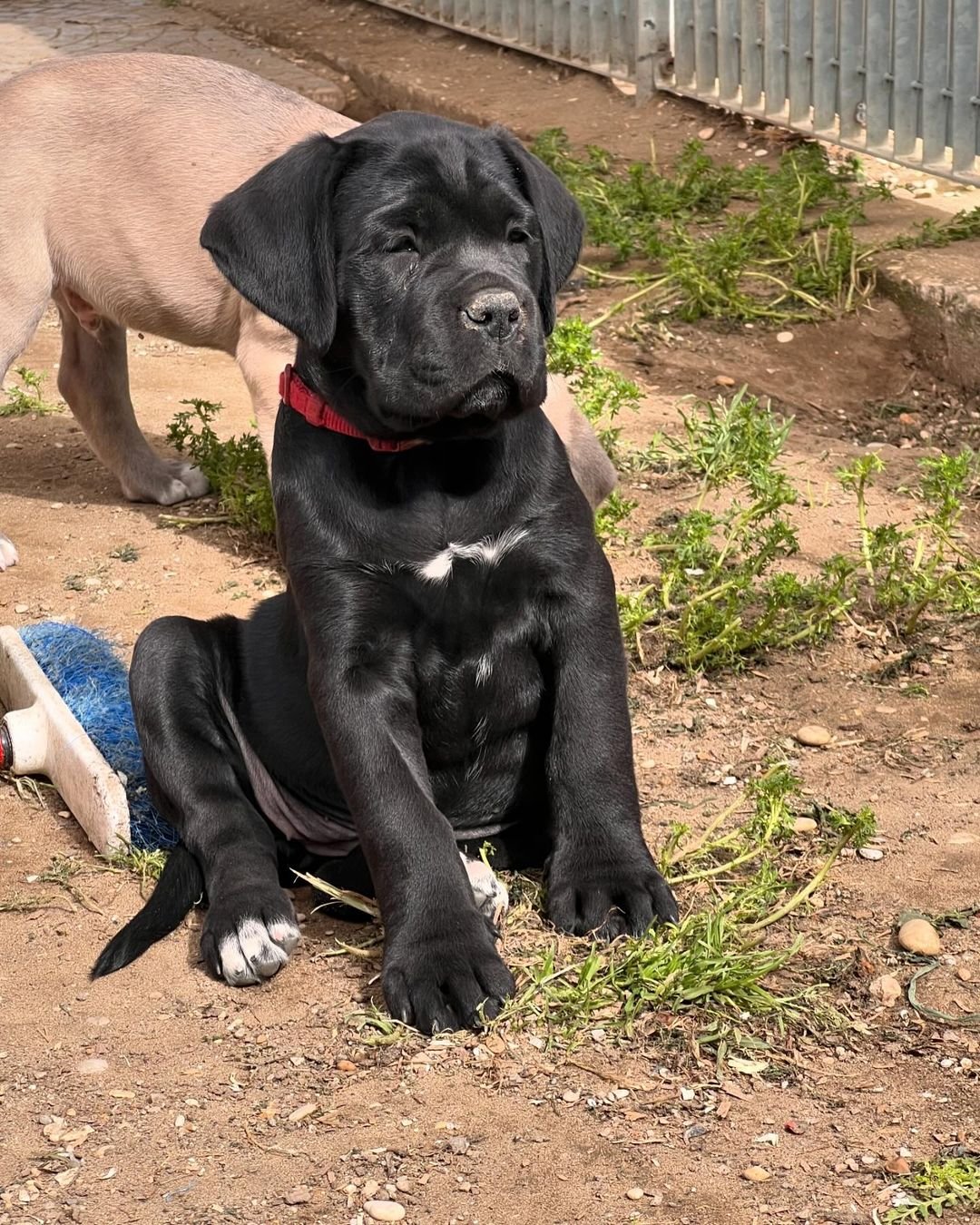 Charlie Bull Terrier Puppy
