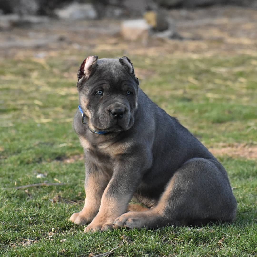 Charlie Bull Terrier Puppy