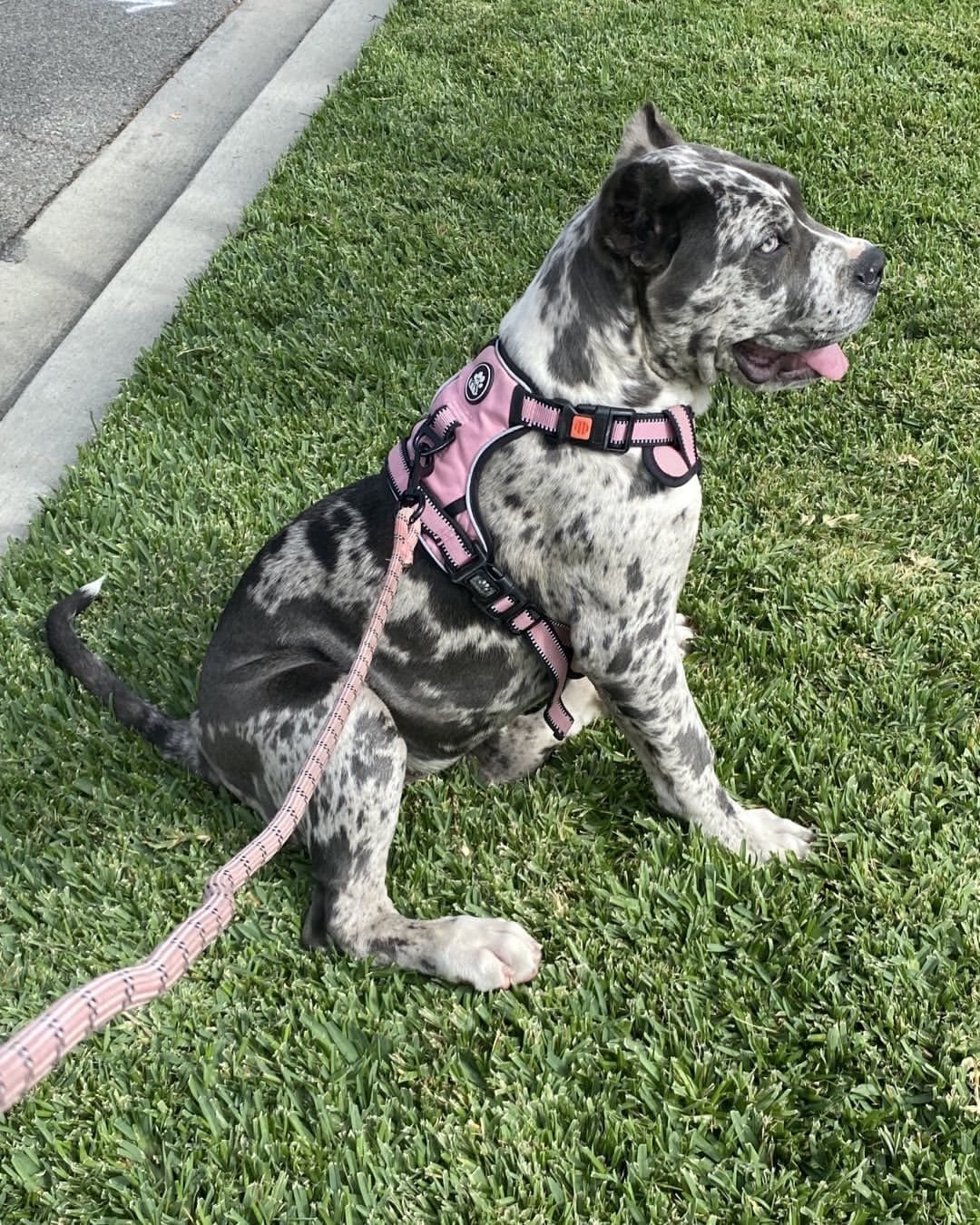 Charlie Bull Terrier Puppy