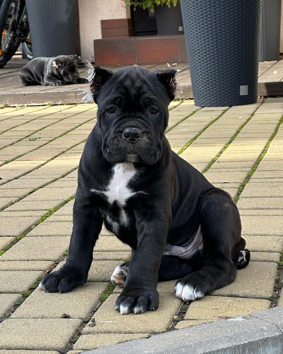 Charlie Bull Terrier Puppy