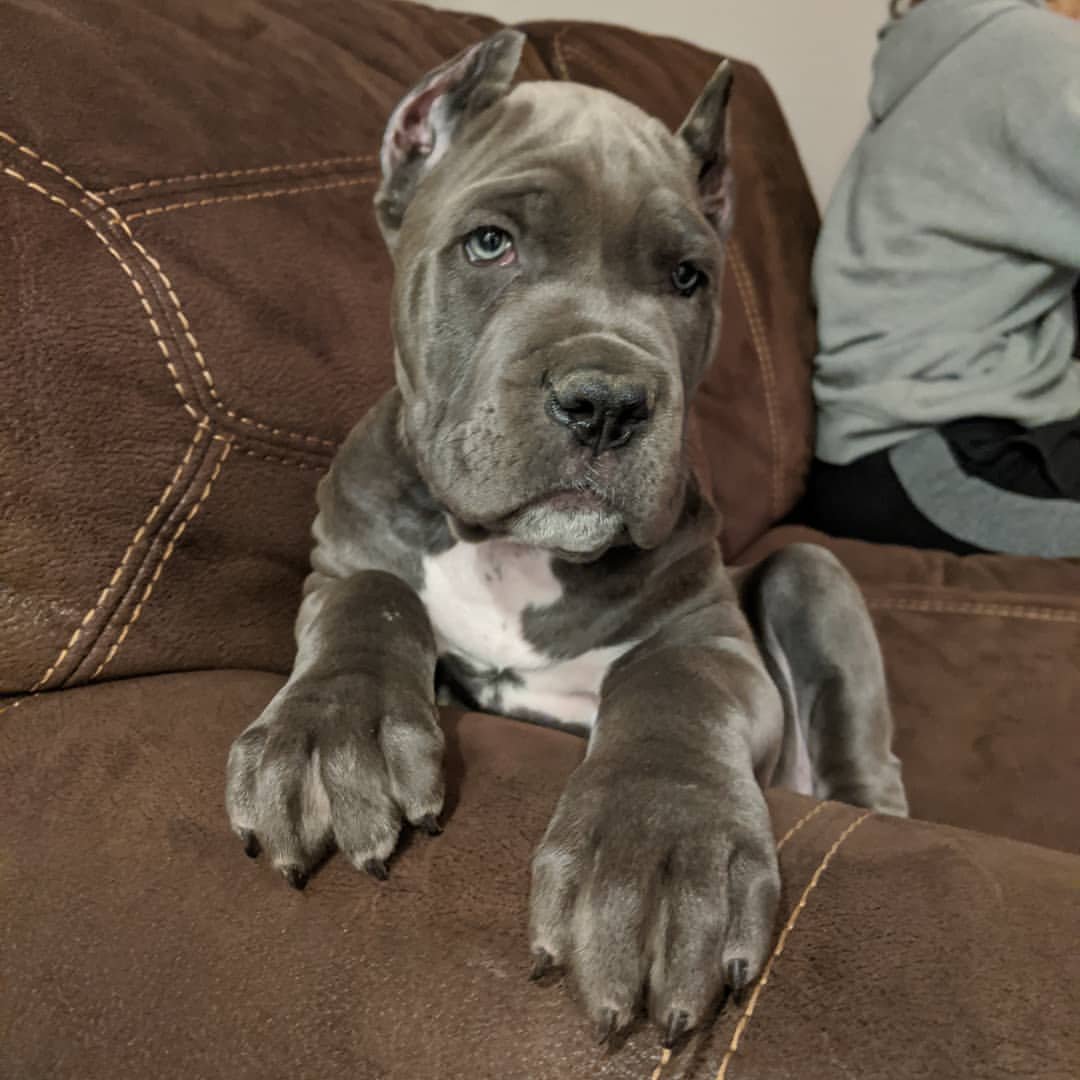 Charlie Bull Terrier Puppy