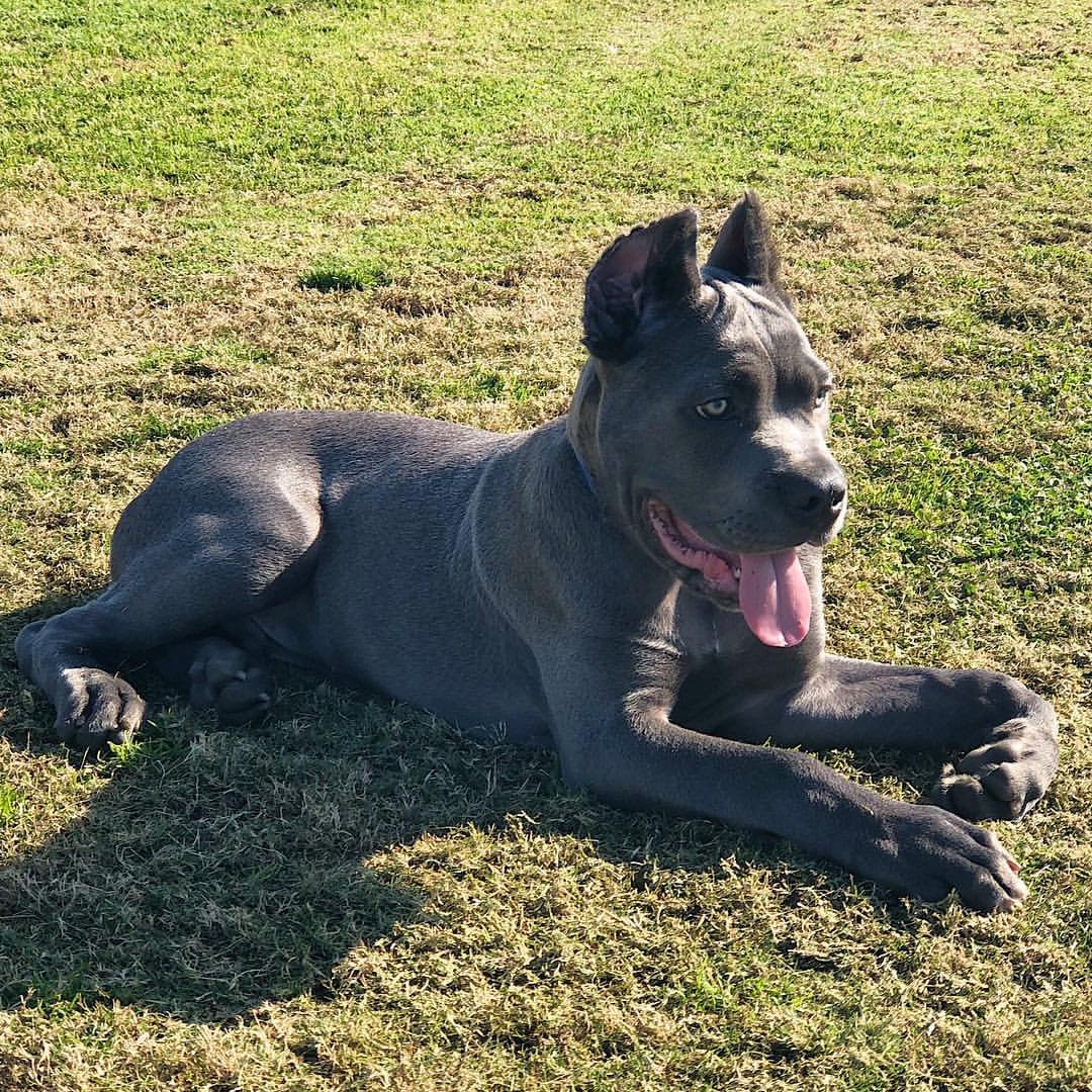 Bull Terrier Puppy - Darcy