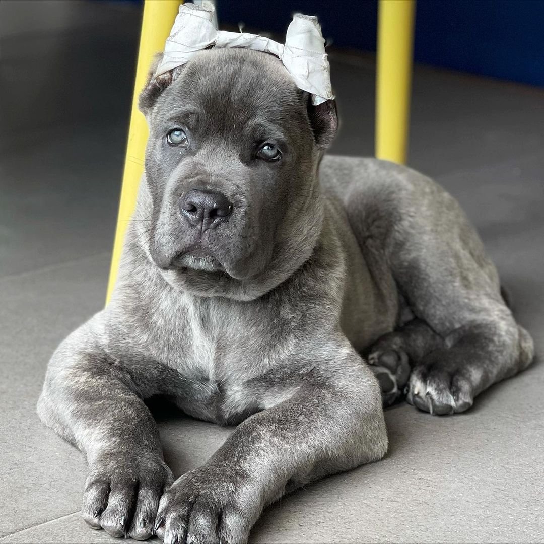 Charlie Bull Terrier Puppy