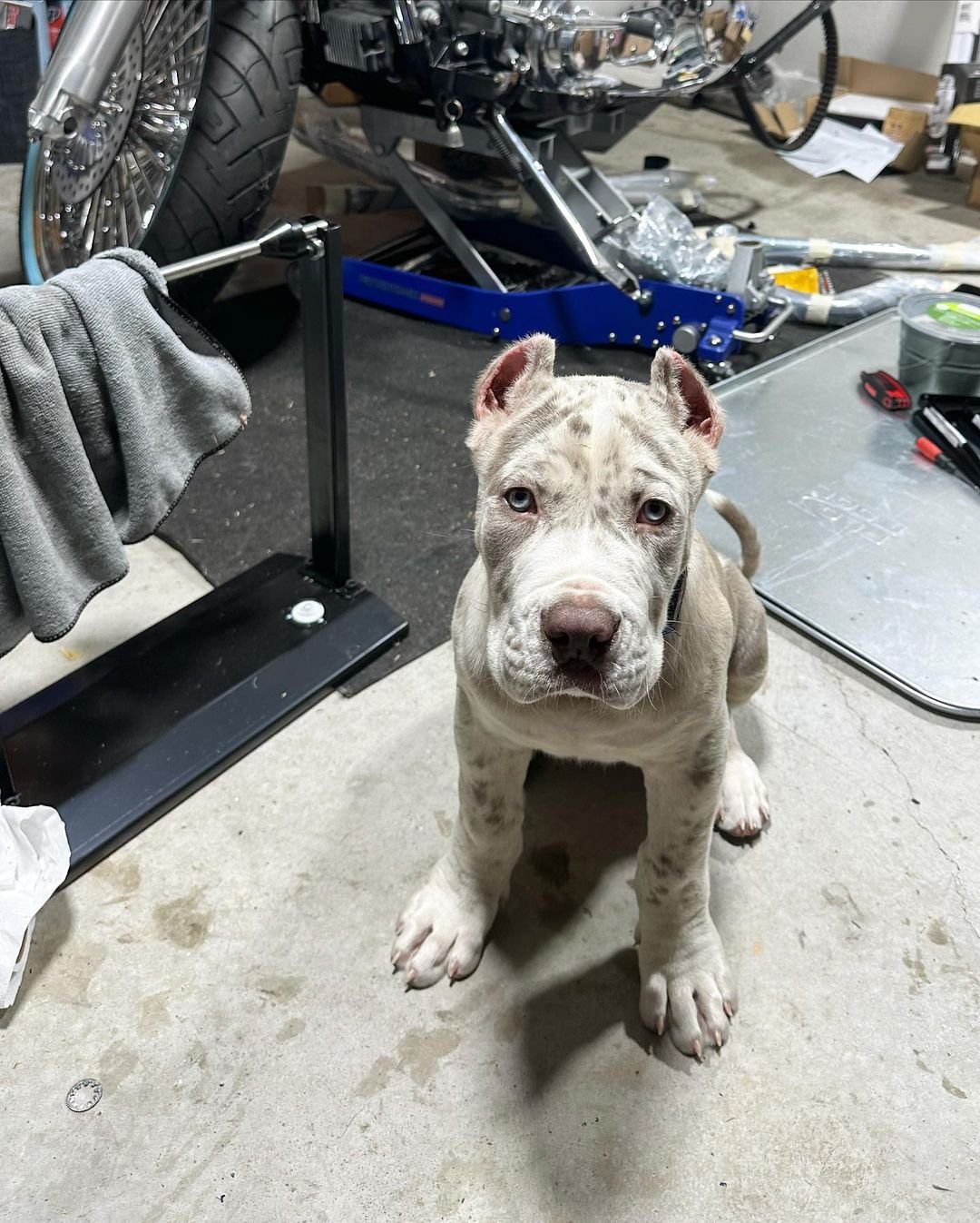 Charlie Bull Terrier Puppy