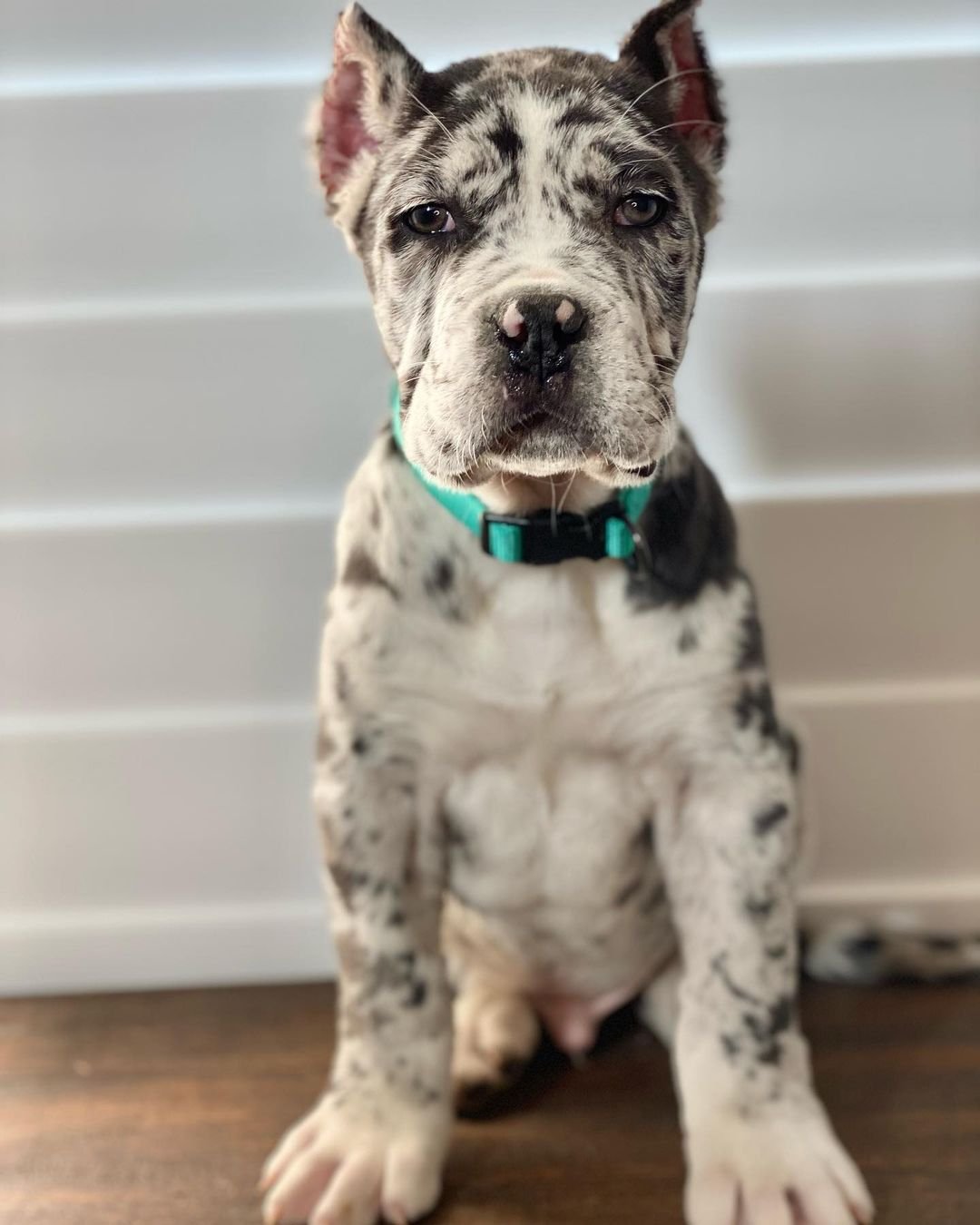 Charlie Bull Terrier Puppy