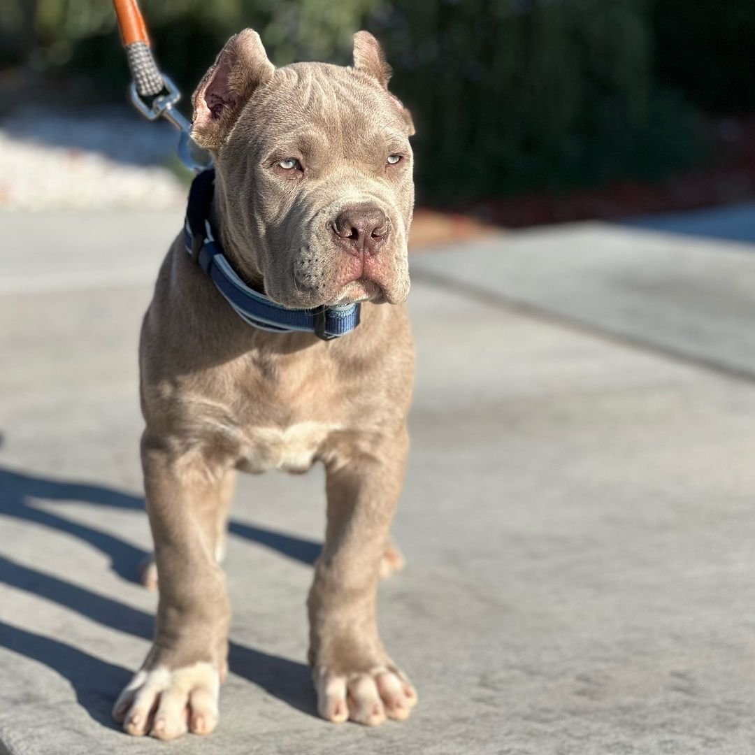 Charlie Bull Terrier Puppy
