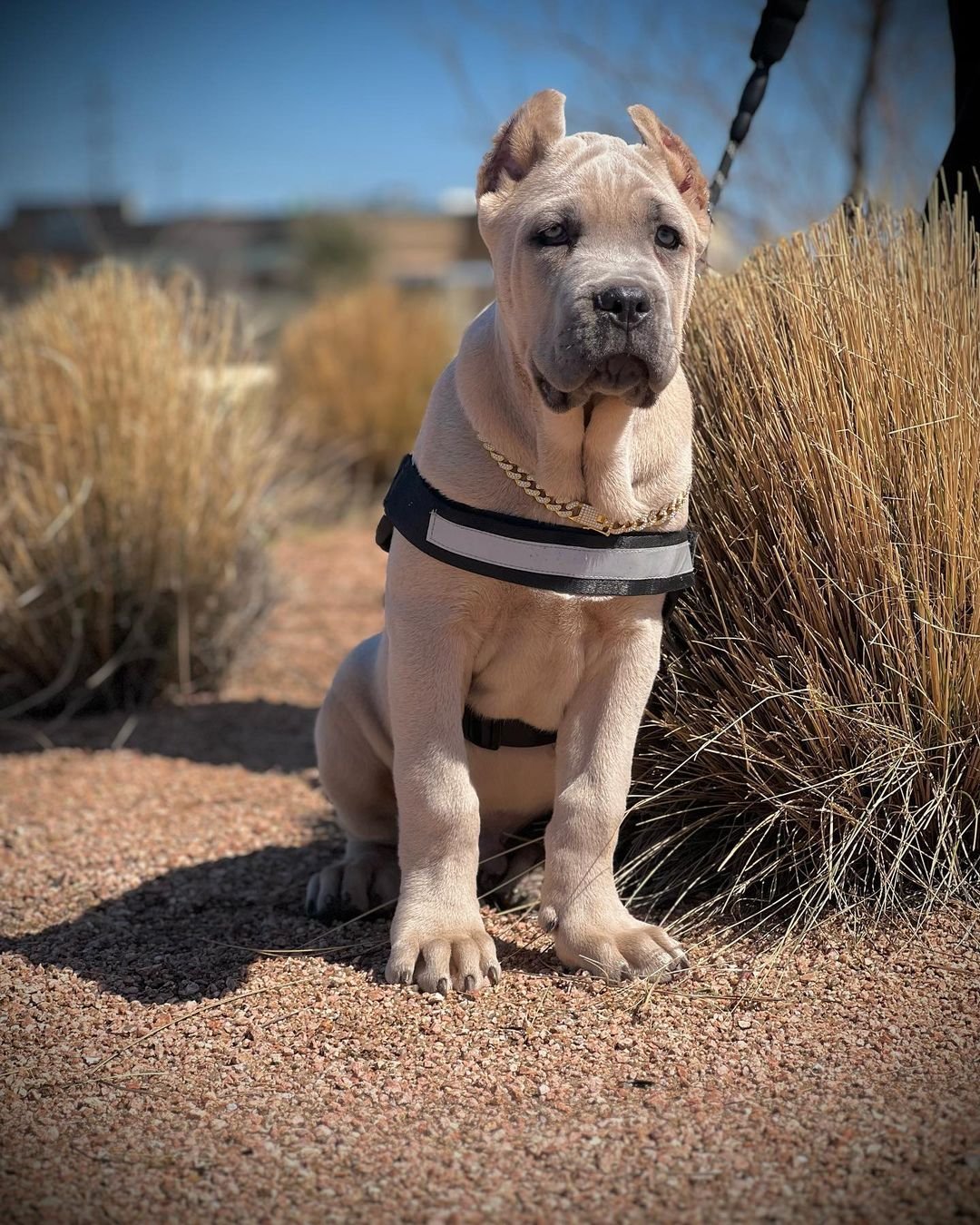 Bull Terrier Puppy - Bianca