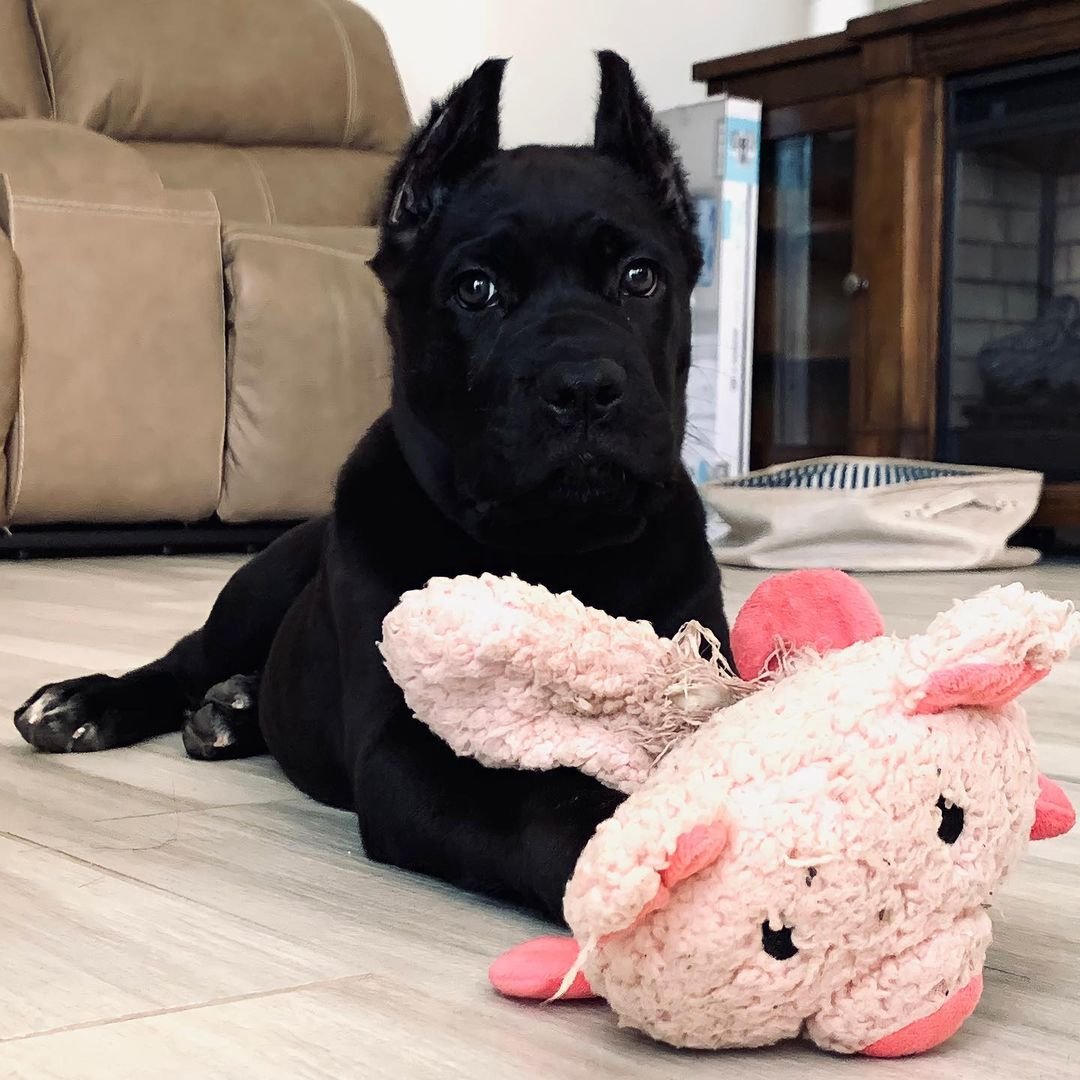 Bull Terrier Puppy - Chloe