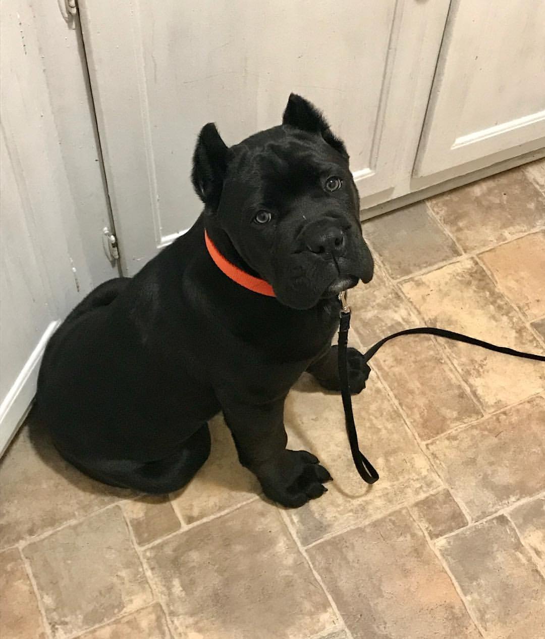 Bull Terrier Puppy - Badu