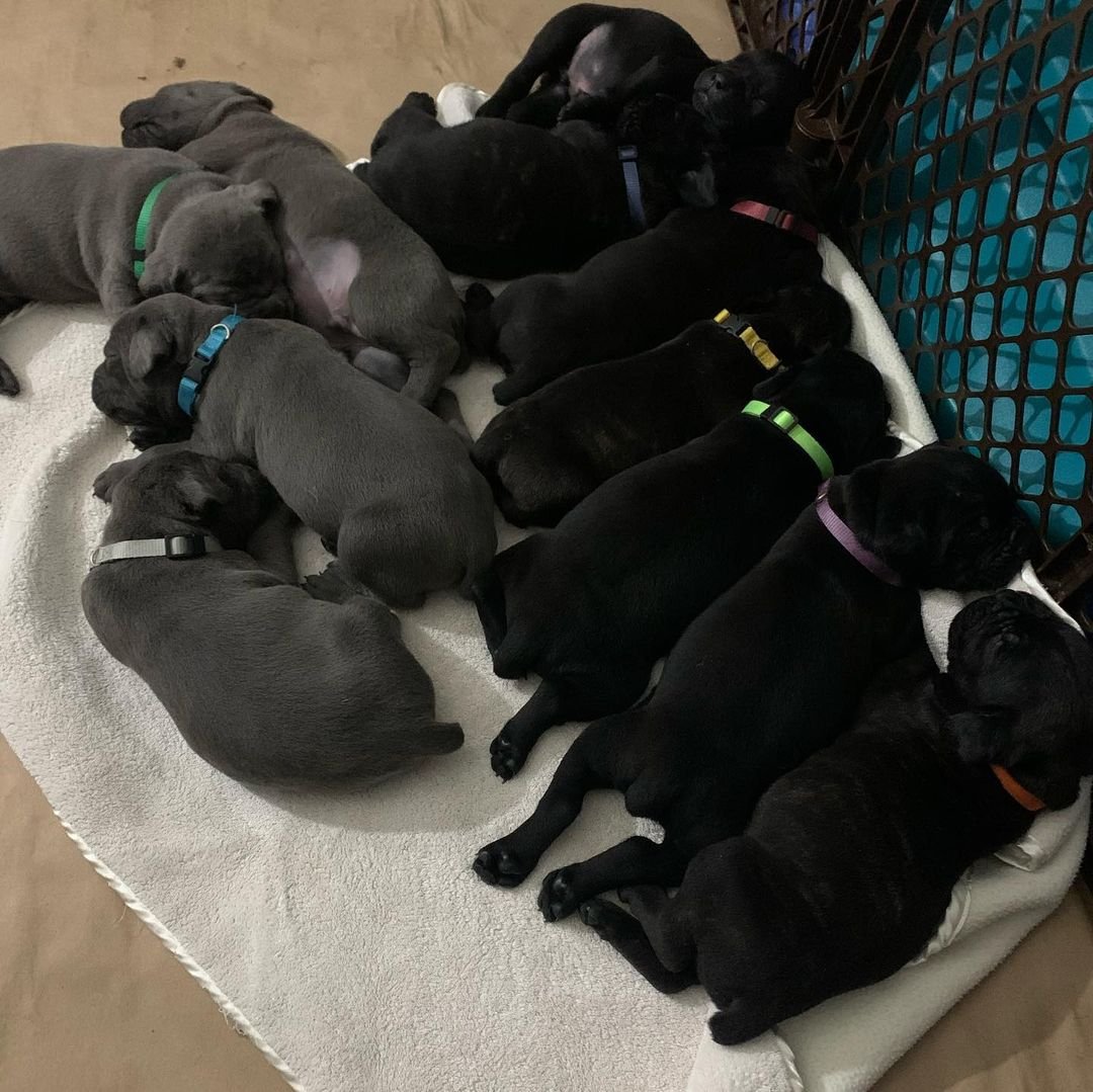 Bull Terrier puppies